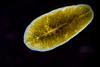 Marine,Flatworm,-,Planaria,,Crawling,On,The,Glass,,Black,Sea