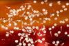 Low-Res_Zebrafish1_1200x800