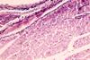 Cross,Section,Of,Muscle,Skeletal,Under,The,Microscope