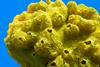 Beautiful,Yellow,Sea,Sponge,On,A,Background,Of,Blue,Water,