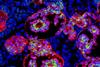 Low-Res_Kidney Organoid