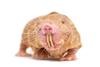 Front,View,Of,A,Naked,Mole-rat,,Hairless,Rat,,Isolated,On