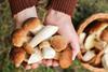 Edible,Mushrooms,In,Mushroom,Picker,Hand,Close,Up,,Macro,In
