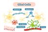 Neuroglia,,Also,Called,Glial,Cells,Are,Non-neuronal,Cells,That,Maintain