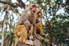 Two,Adult,Red,Face,Monkeys,Rhesus,Macaque,In,Tropical,Nature