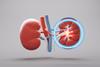Kidney,Organ,,Diseases,And,Medical,Concept,,3d,Rendering.,3d,Illustration.