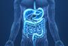 Abstract,Wireframe,Intestinal,Human,Digestive,System.,Gut,Health,,Bowel,Disease,