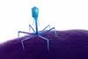 3d,Rendered,Medically,Accurate,Illustration,Of,A,Bacteriophage,On,A
