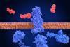 Glp-1,Receptor,,Inactivated,And,Surrounded,By,An,Agonist,(semaglutide,,Red)