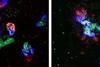 Low-Res_Organoids-Glucose-concentrations