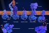 G-protein-coupled,Receptors,(gpcrs),From,Left,To,Right,,Rhodopsin,,T-cell,Receptor