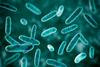 Scientific,Image,Of,Bacteria,Citrobacter,,Gram-negative,Bacteria,From,Enterobacteriaceae,Family,