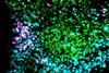 Low-Res_Fos GABA Glutamate