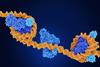Main,Epigenetic,Modifications,Performed,By,Dot1l,(dark,Blue,,Right),,Dmnt1