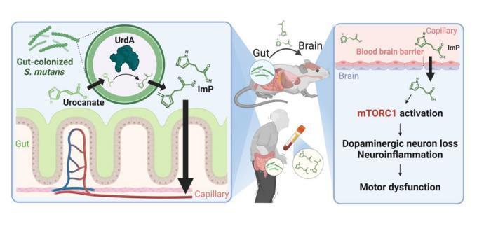 Oral bacteria in gut could play role in Parkinson’s disease development ...