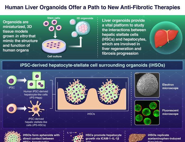 Lab-grown liver offers new platform to test fibrosis drugs | News ...