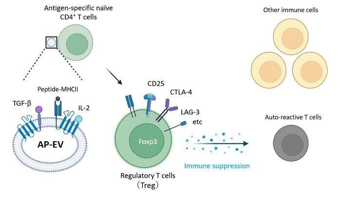 Engineered extracellular vesicles control immune responses | News ...