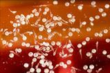 Low-Res_Zebrafish1_1200x800