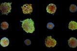 cell painting_uppsala_university_3D_cancer_cell_clusters
