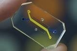 Organ-on-a-Chip