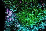 Low-Res_Fos GABA Glutamate