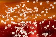 Low-Res_Zebrafish1_1200x800