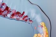 shutterstock_2593396871