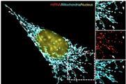 Low-Res_PR-Shadel-Science-mitochondria
