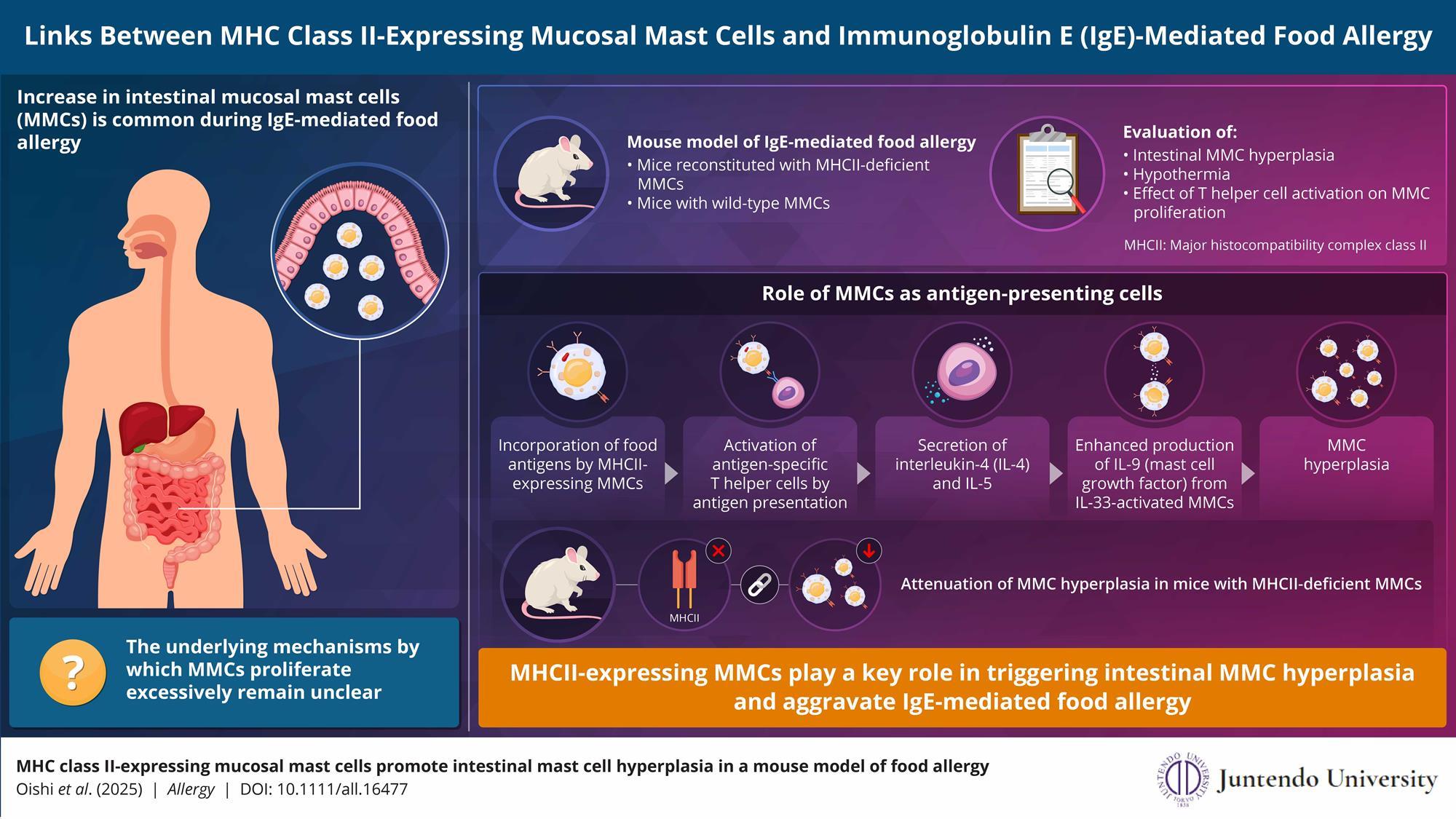glutathione and ige food allergies The immune cells that fuel | News Food intolerance vs food allergy: