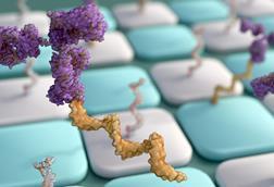 Antibody-oligonucleotide,Conjugates,Or,Aoc,Use,In,Antibody,Arrays;,3d,Rendering