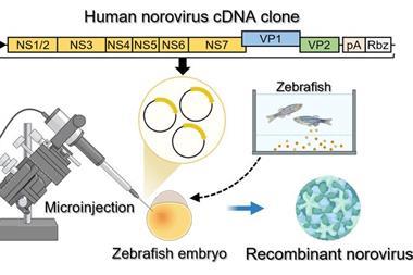 Low-Res_Fig. 1_Kobayashi