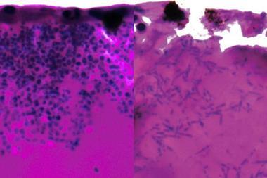 Low-Res_featured_histology