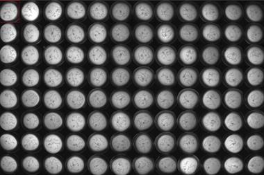 MagnitudeBiosciences-2