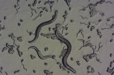 MagnitudeBiosciences-1