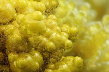 shutterstock_2517160263