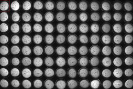 MagnitudeBiosciences-2