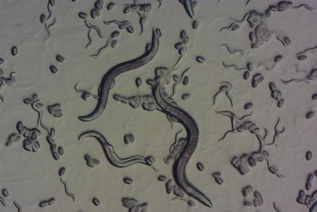 MagnitudeBiosciences-1