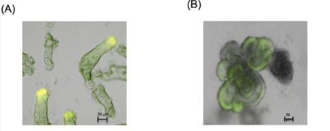Representative images showing (A) freshly isolated mouse colonic crypts and (B) colonic organoids after five days of culture.