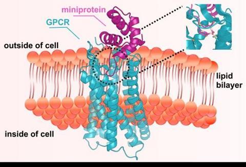 Low-Res_NK1R_miniprotein_figure_FINAL_with_zoom_pixel_dimension resized