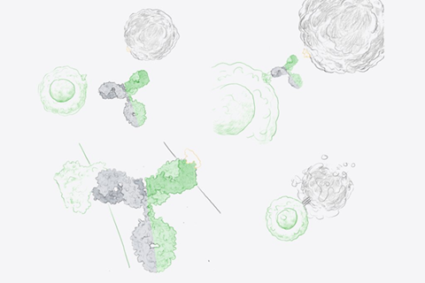 Mechanism of action - bispecific antibodies