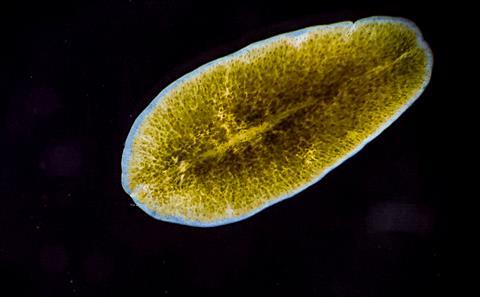 Marine,Flatworm,-,Planaria,,Crawling,On,The,Glass,,Black,Sea