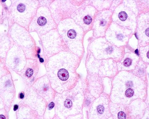 Liver,Cells,(hepatocytes),Seen,With,The,Light,Microscope.,Their,Nuclei