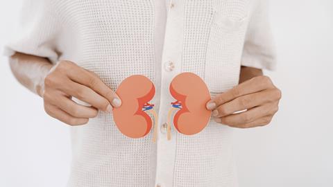 Hands,Holding,Kidney,,World,Kidney,Day,,Organ,Donor,Day,,Charity