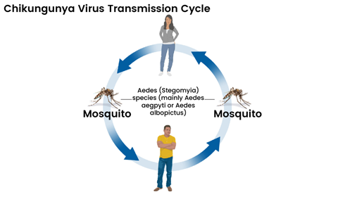 Chikungunya transmission