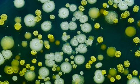 Yersinia-bacteria-image