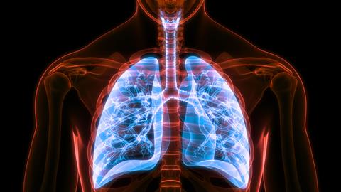 Human,Respiratory,System,Lungs,Anatomy.,3d