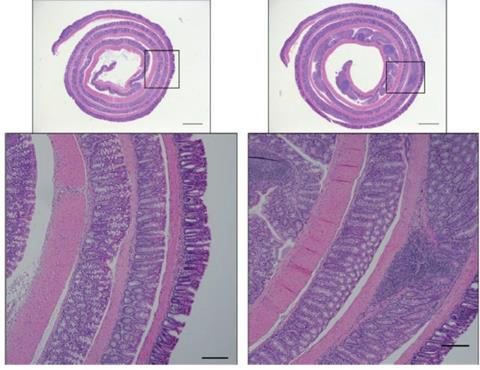 Low-Res_IBD mouse intestine image.png