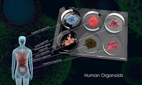 organoid-image