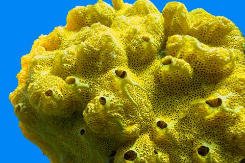 Beautiful,Yellow,Sea,Sponge,On,A,Background,Of,Blue,Water,
