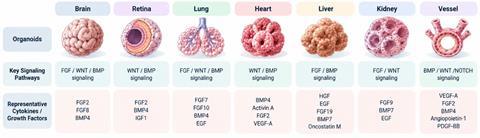 Infographic comparing brain, retina, lung, heart, liver, kidney and blood vessel organoids, showing their key signalling pathways and representative cytokines and growth factors involved in organoid development.
